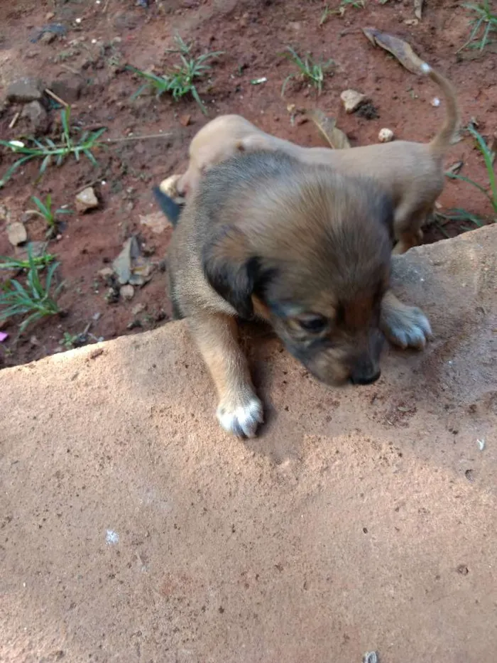 Cachorro ra a Vira lata idade 2 a 6 meses nome Não tem