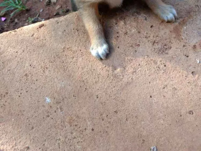 Cachorro ra a Vira lata idade 2 a 6 meses nome Não tem