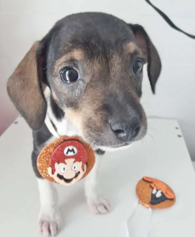 Cachorro ra a SRD idade 2 a 6 meses nome JUQUINHA