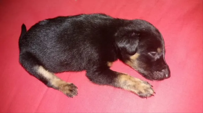 Cachorro ra a SRD idade 2 a 6 meses nome Thor 