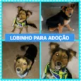 LOBINHO