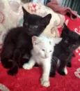 Tico, Teco e Chico