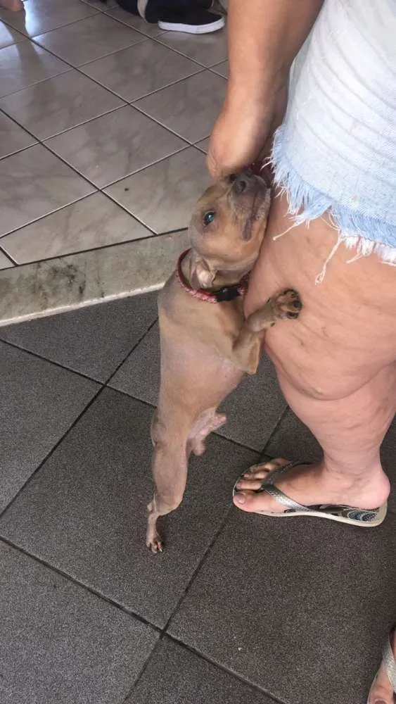 Cachorro ra a Mestço comPincher idade 4 anos nome Sem nome