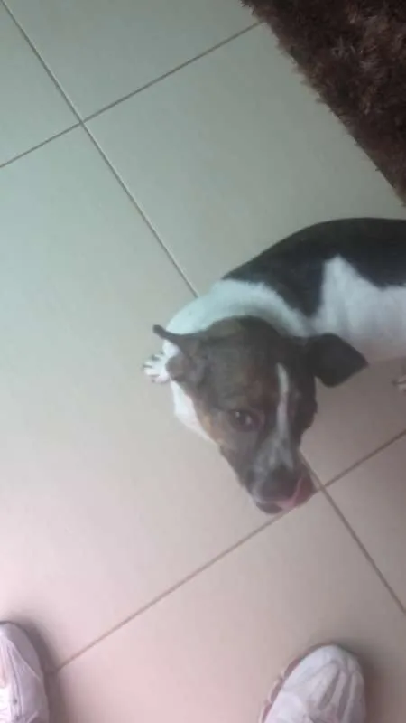 Cachorro ra a SRD idade 2 anos nome Nina