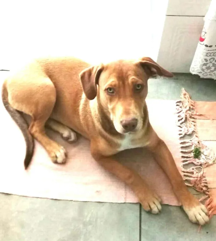 Cachorro ra a Pitbull  ( Mestiça) idade 2 a 6 meses nome Zoe