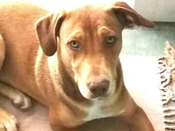 Cachorro ra a Pitbull  ( Mestiça) idade 2 a 6 meses nome Zoe