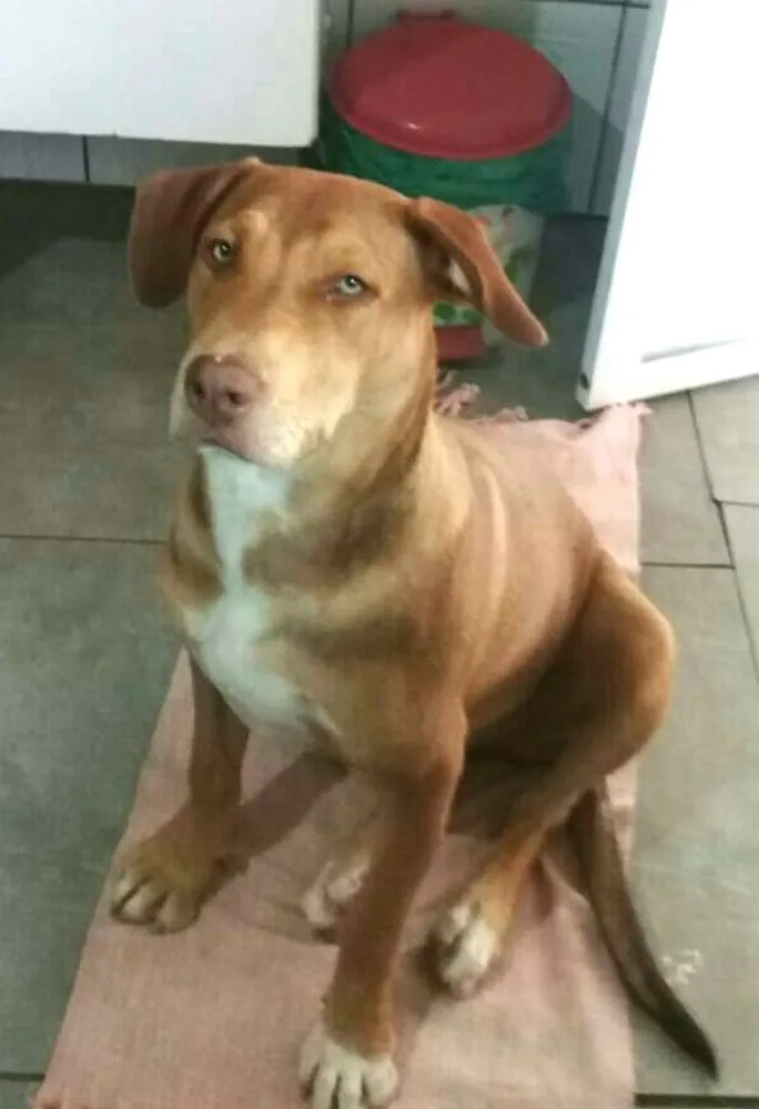 Cachorro ra a Pitbull  ( Mestiça) idade 2 a 6 meses nome Zoe