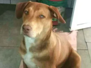 Cachorro raça Pitbull  ( Mestiça) idade 2 a 6 meses nome Zoe