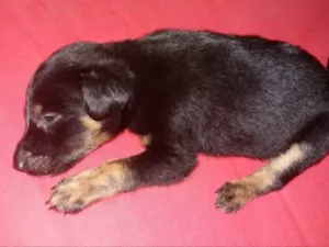 Cachorro raça SRD idade 2 a 6 meses nome Thor 