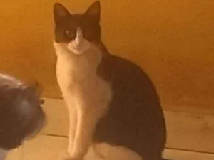 Gato raça SRD idade 2 a 6 meses nome Frajola
