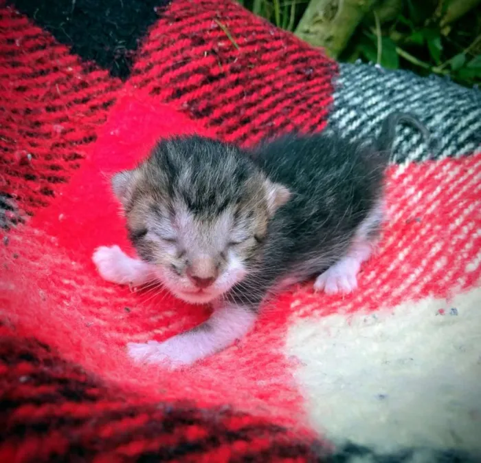 Cachorro ra a Indefinido idade Abaixo de 2 meses nome Não tem