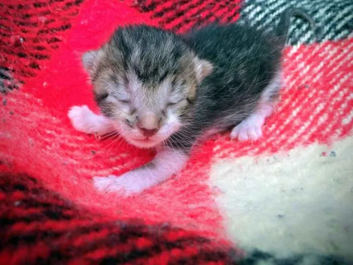 Cachorro ra a Indefinido idade Abaixo de 2 meses nome Não tem