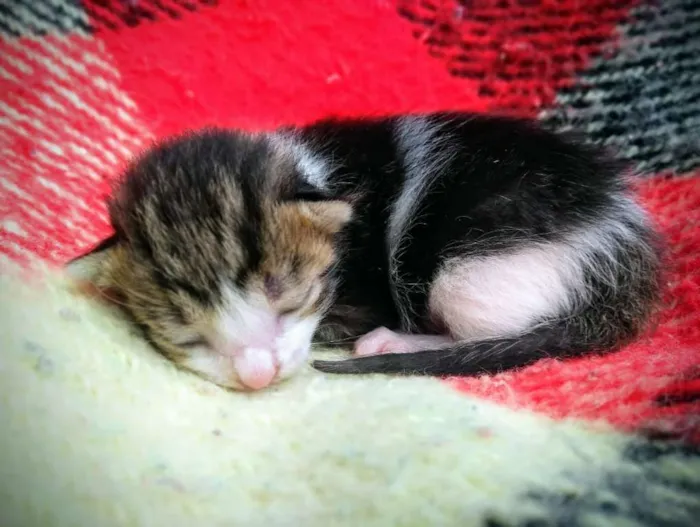 Cachorro ra a Indefinido idade Abaixo de 2 meses nome Não tem