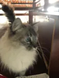 Lia