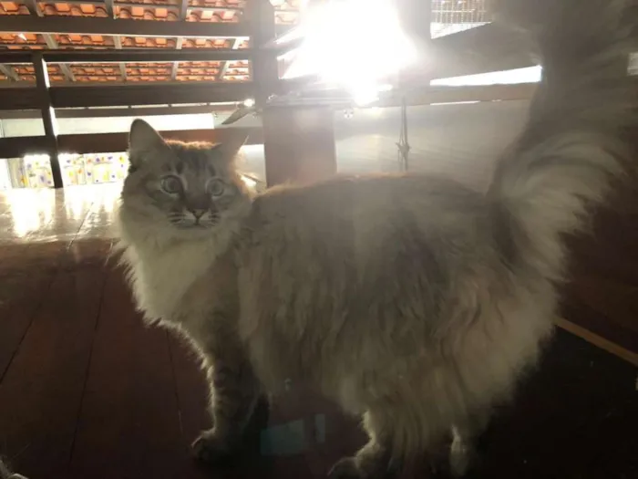Gato ra a SRD idade 2 anos nome Lia