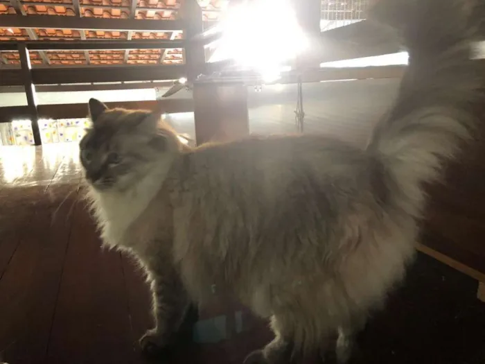 Gato ra a SRD idade 2 anos nome Lia