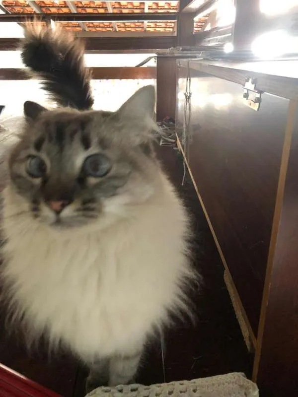 Gato ra a SRD idade 2 anos nome Lia