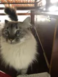 Lia