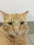Caramelo