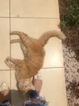 Caramelo