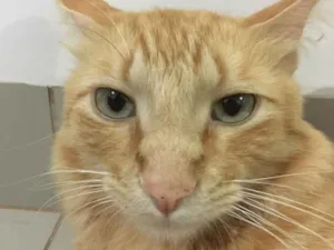 Gato raça  idade 1 ano nome Caramelo
