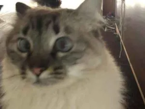 Gato raça SRD idade 2 anos nome Lia