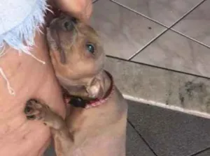 Cachorro raça Mestço comPincher idade 4 anos nome Sem nome