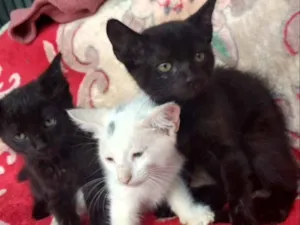 Gato raça SRD idade Abaixo de 2 meses nome Tico, Teco e Chico