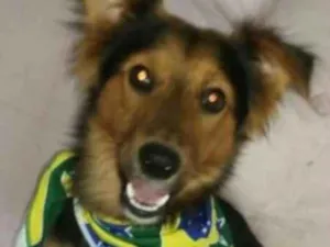Cachorro raça Srd idade 1 ano nome LOBINHO
