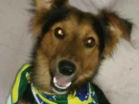 Cachorro ra a Srd idade 1 ano nome LOBINHO