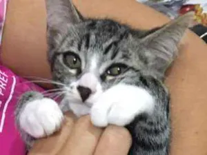 Gato raça nao sei idade Abaixo de 2 meses nome de meias
