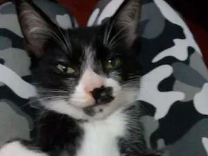 Gato raça  idade 2 anos nome Mia