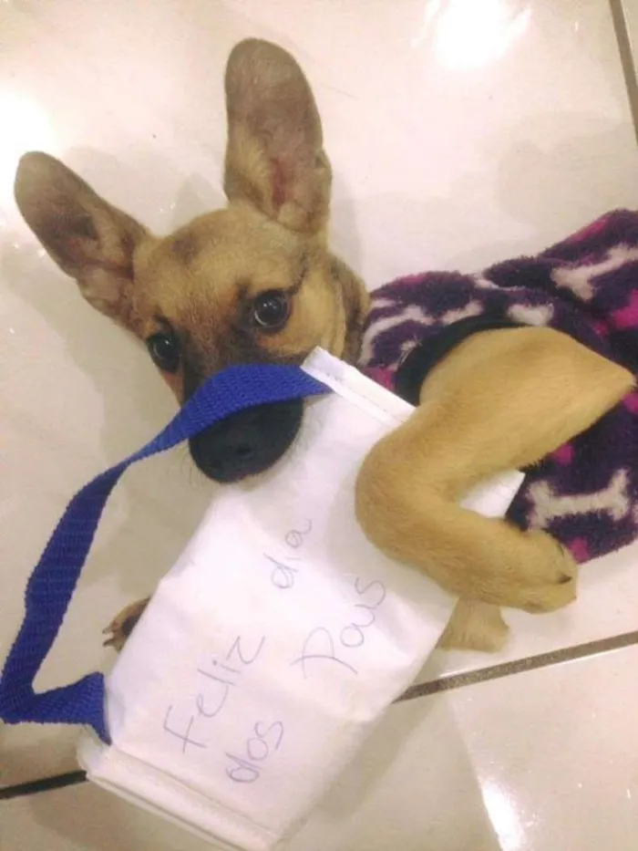 Cachorro ra a Vira lata idade 1 ano nome Pandora