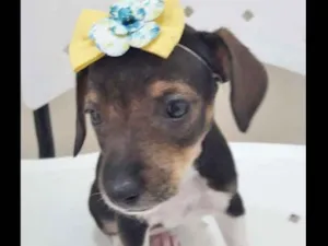 Cachorro raça SRD idade 2 a 6 meses nome JUJUBA