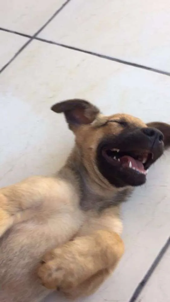 Cachorro ra a Vira lata idade 1 ano nome Pandora