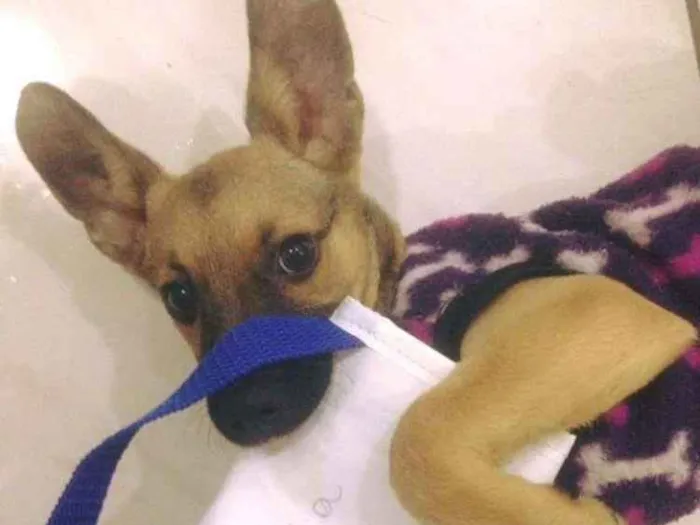 Cachorro ra a Vira lata idade 1 ano nome Pandora