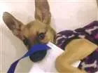 Cachorro raça Vira lata idade 1 ano nome Pandora