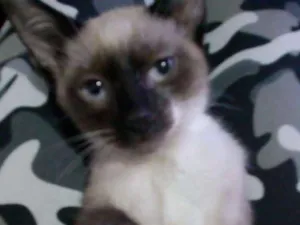 Gato raça  idade 2 a 6 meses nome Ben