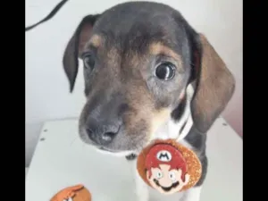 Cachorro raça SRD idade 2 a 6 meses nome JUQUINHA