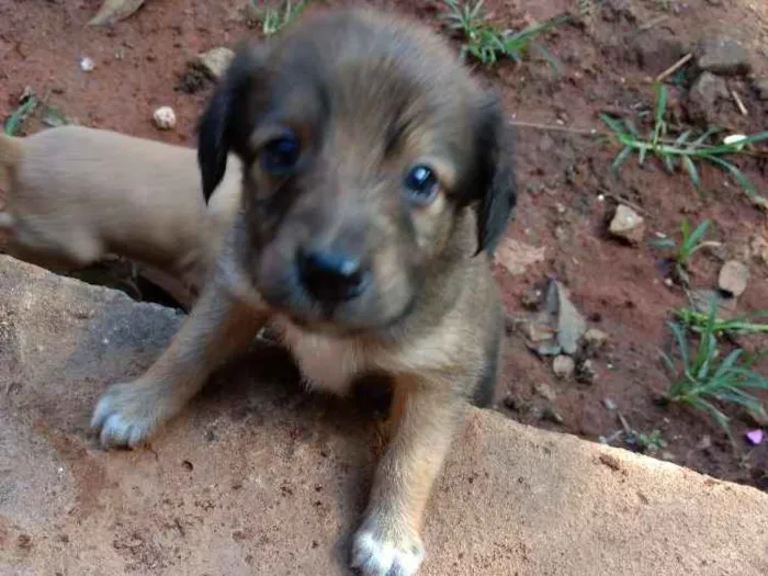 Cachorro ra a Vira lata idade 2 a 6 meses nome Não tem