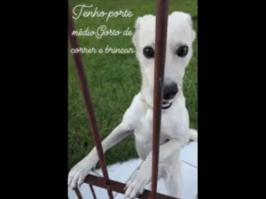 Cachorro raça Labrador vira lata idade 2 anos nome MARACA