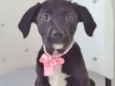PÉROLA NEGRA