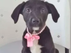 Cachorro raça SRD idade 2 a 6 meses nome PÉROLA NEGRA
