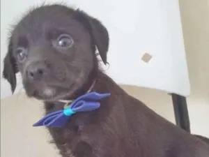 Cachorro raça SRD idade 2 a 6 meses nome NEGRINHO