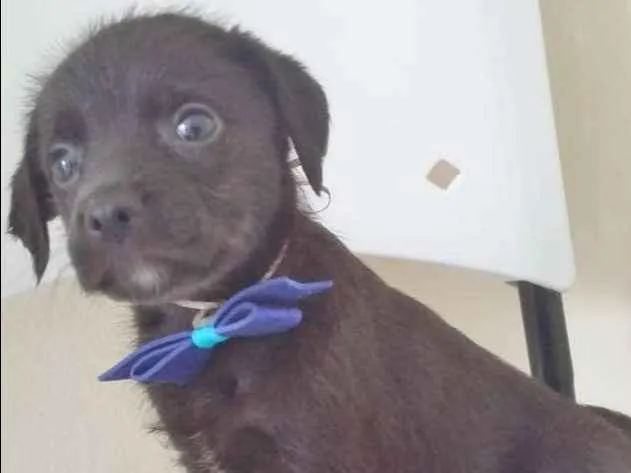 Cachorro ra a SRD idade 2 a 6 meses nome NEGRINHO