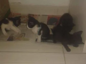 Gato raça Viralata idade Abaixo de 2 meses nome Guadião