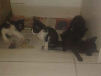 Gato raça Viralata idade Abaixo de 2 meses nome Guadião