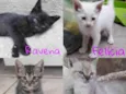 ADOÇÃO DE GATOS