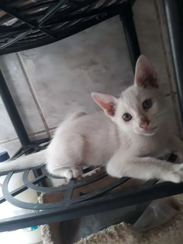 Gato ra a  idade 2 a 6 meses nome THEODORO