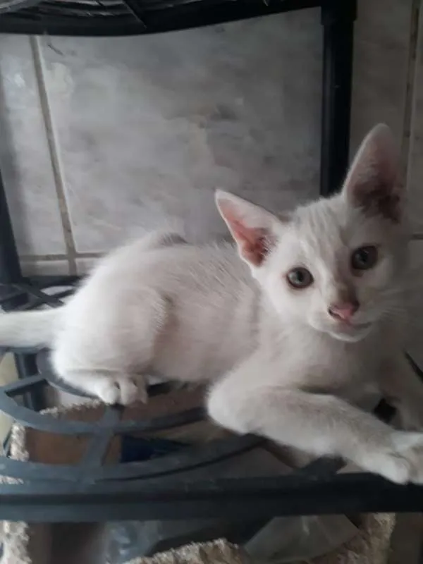 Gato ra a  idade 2 a 6 meses nome THEODORO